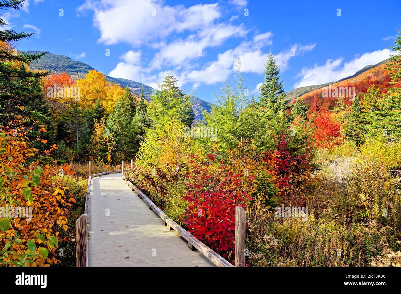 Beautiful autumn colors along a boardwalk trail in the countryside of Vermont, USA Stock Photo