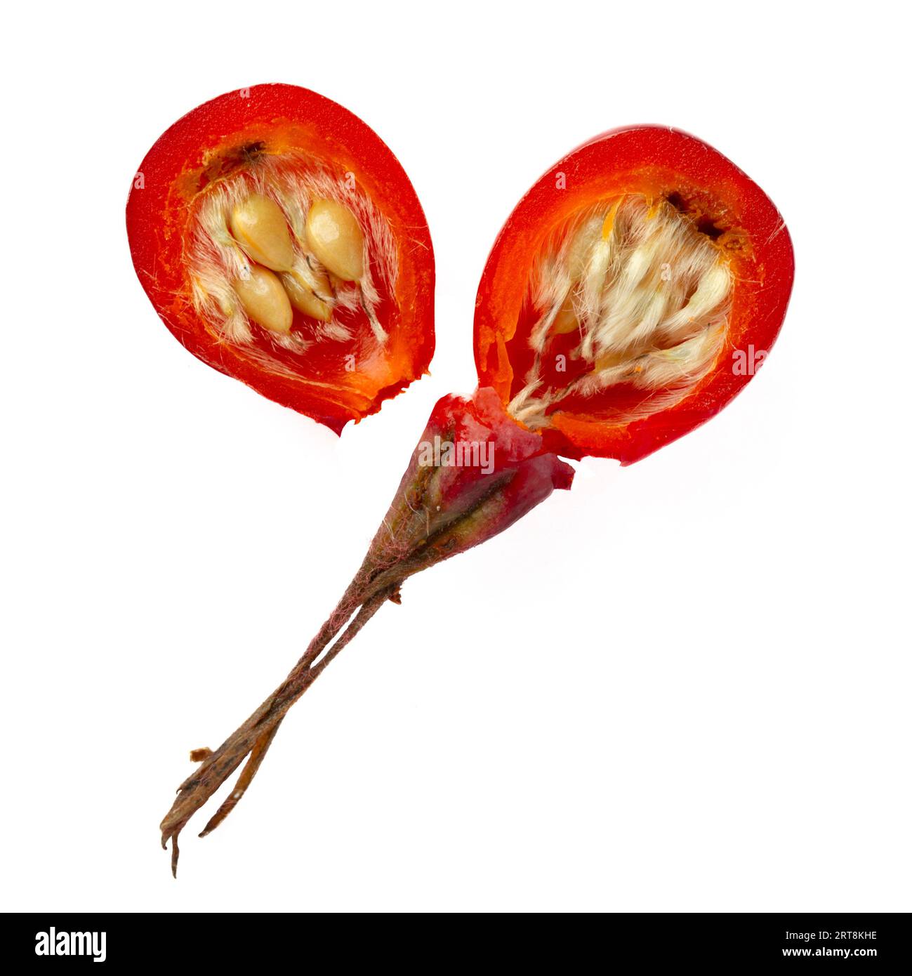Crosssection showing seeds inside a rose hip or rosehip, also called