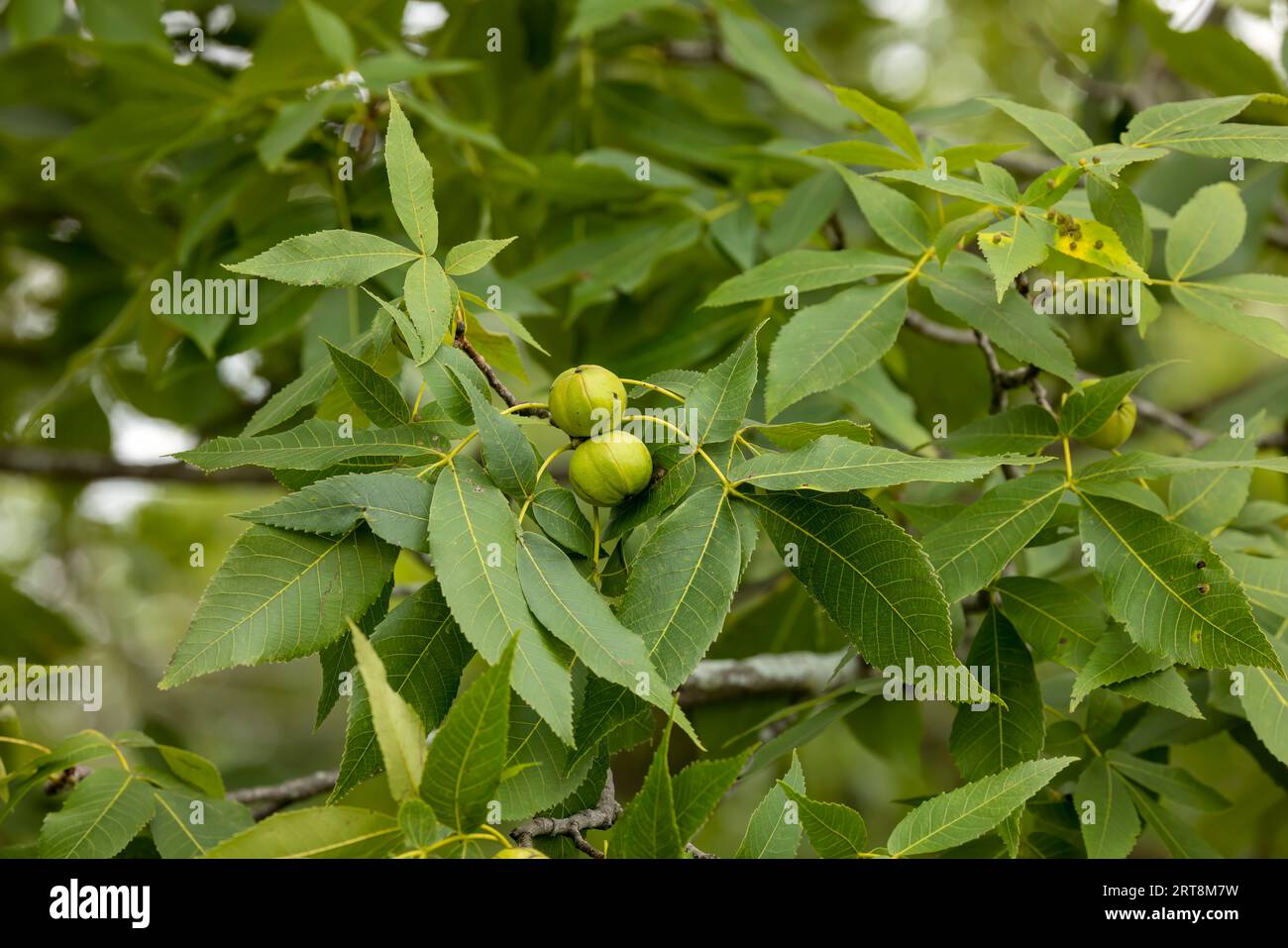 The  White walnut (Juglans cinerea), commonly known as butternut , is a species of walnut native to the eastern United States and southeast Canada. Stock Photo