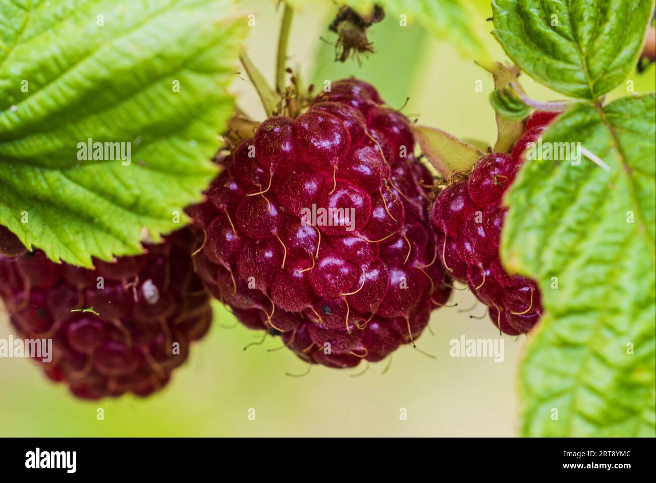 Macro view of red raspberries growing on bush Stock Photo - Alamy