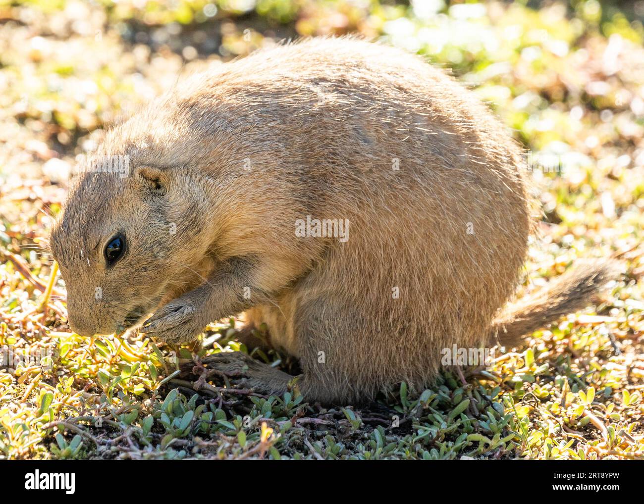 Charming Black-tailed Prairie Dogs, Cynomys ludovicianus, native to Mexico, thriving in their grassy habitats. Stock Photo