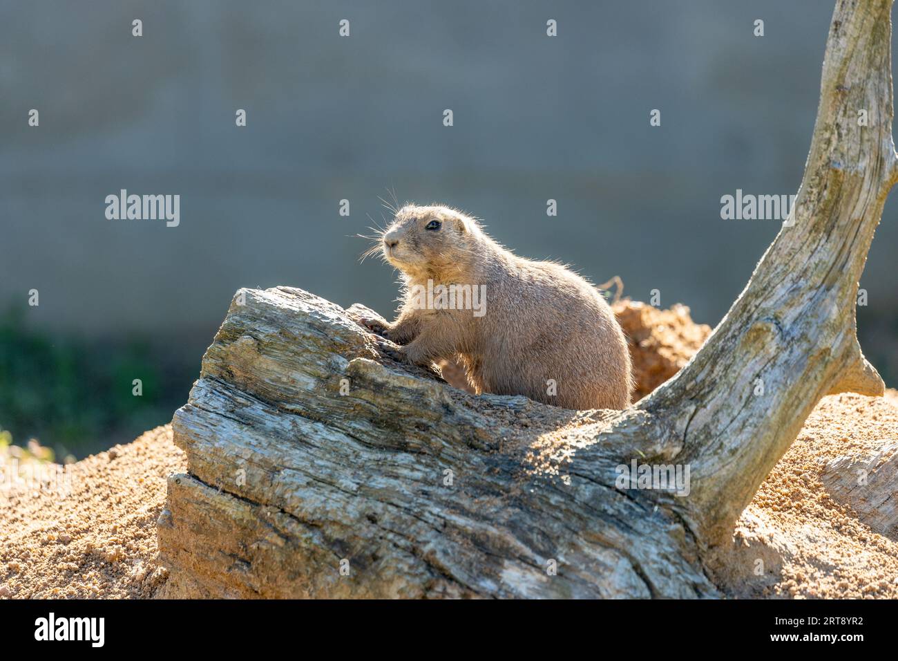 Charming Black-tailed Prairie Dogs, Cynomys ludovicianus, native to Mexico, thriving in their grassy habitats. Stock Photo