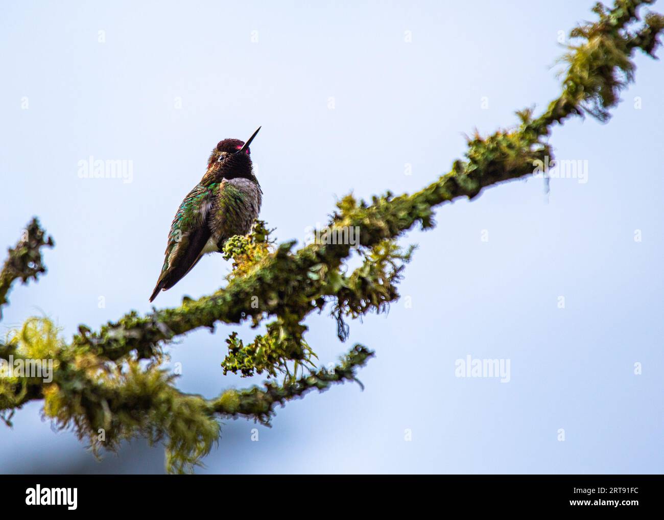 Anna's Hummingbird (Calypte anna) spotted outdoors in California Stock Photo