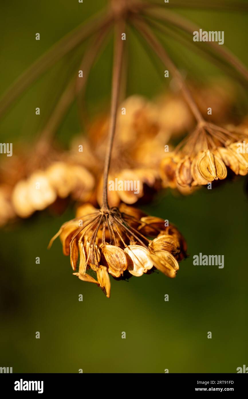 Natural close up found still life of Hogweed (Heracleum sphondylium) seeds hanging from the plant in good late summer sunshine Stock Photo