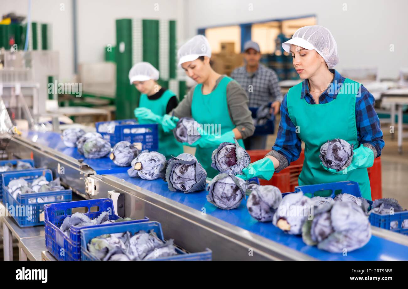 Woman selecting fresh cabbage in hi-res stock photography and images ...