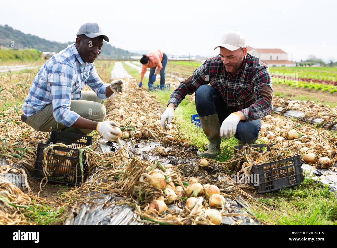 Farm workers in an onion field hi-res stock photography and images - Alamy
