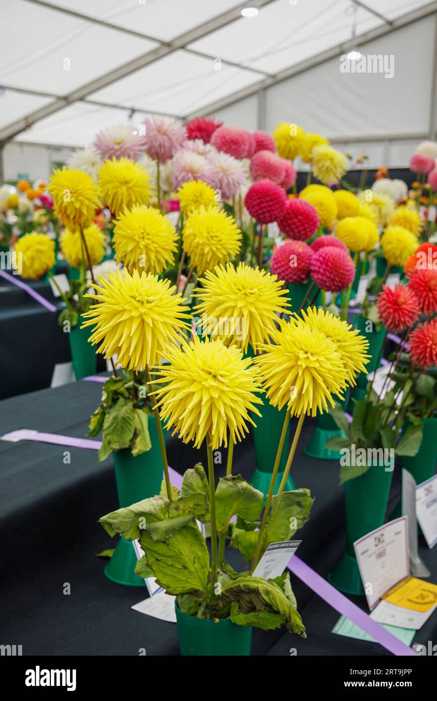 Blooms on display at the National Dahlia Society Show at the RHS Wisley