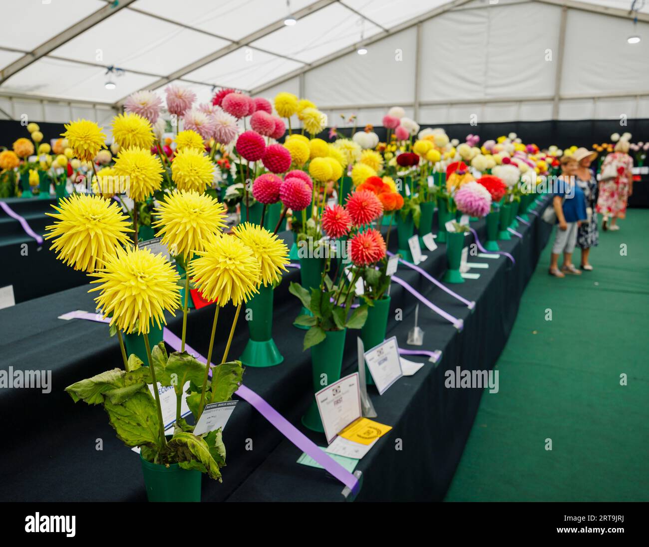 Blooms on display at the National Dahlia Society Show at the RHS Wisley