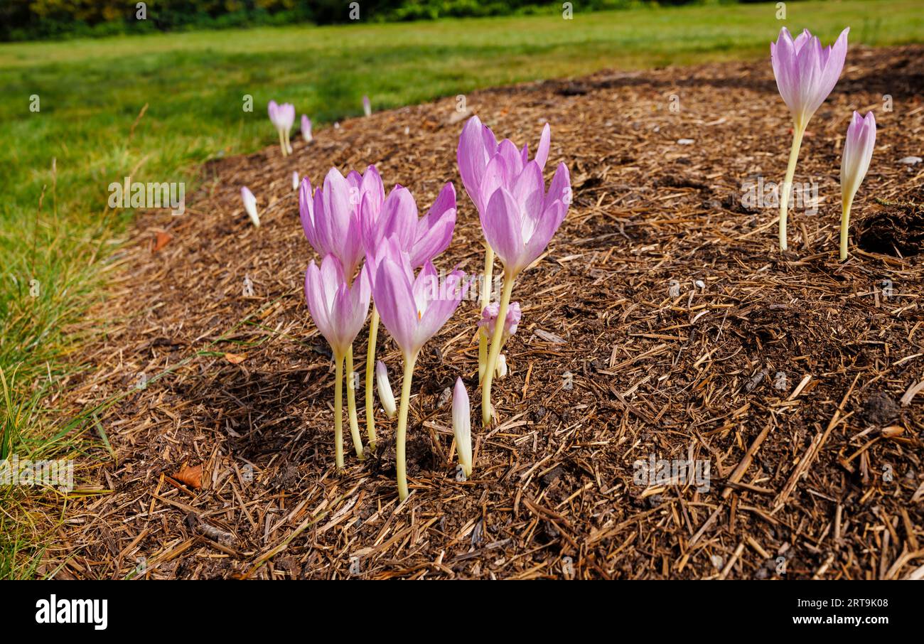 Pink autumn crocus (Colchicum, meadow saffron) flowers blooming at RHS Garden Wisley in late summer / early autumn, south-east England Stock Photo