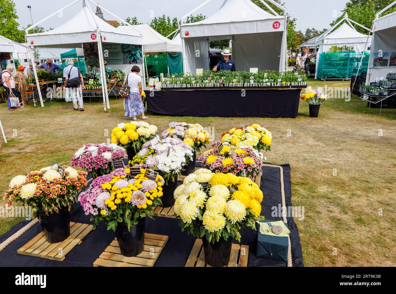 Stalls and chrysanthemum display at the RHS Wisley Flower Show supported by Stressless held in September 2023, RHS Garden Wisley, Surrey Stock Photo