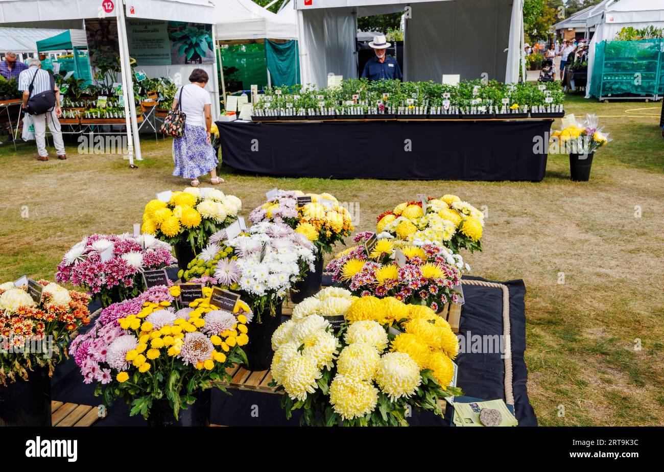 Stalls and chrysanthemum display at the RHS Wisley Flower Show supported by Stressless held in September 2023, RHS Garden Wisley, Surrey Stock Photo