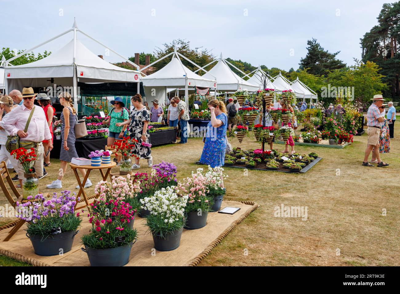 Stalls and display of colourful carnations at the RHS Wisley Flower