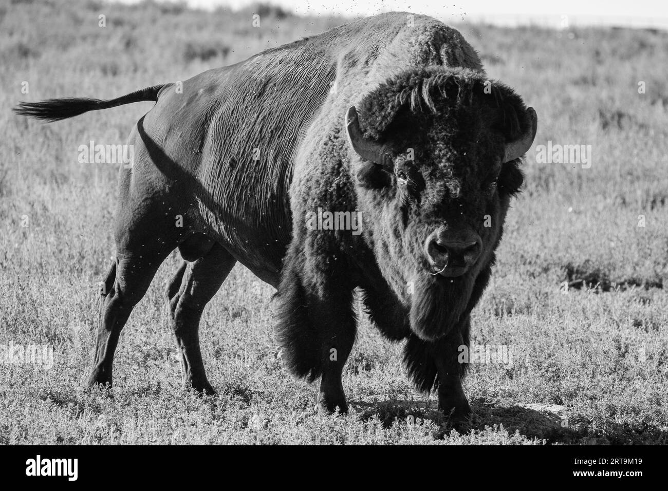 Buffalo Standoff in Rocky Mountain Arsenal National Wildlife Refuge, Colorado Stock Photo