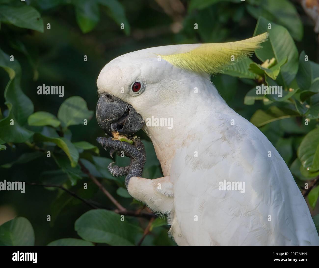 A lovely wild female Sulphur-Crested Cockatoo enjoys a guava treat. Stock Photo