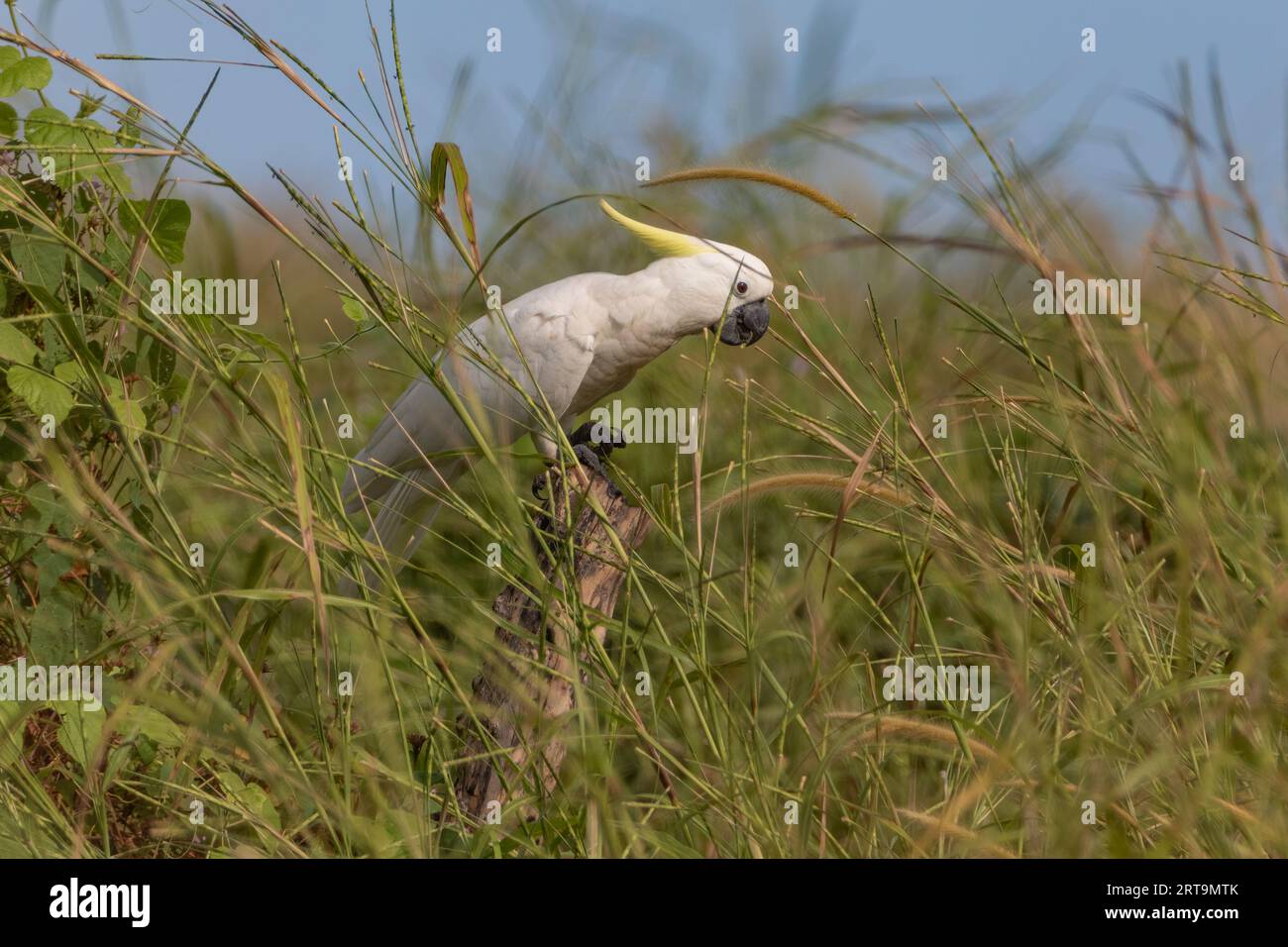 A wild Sulphur-Crested Cockatoo in its natural environment. Stock Photo