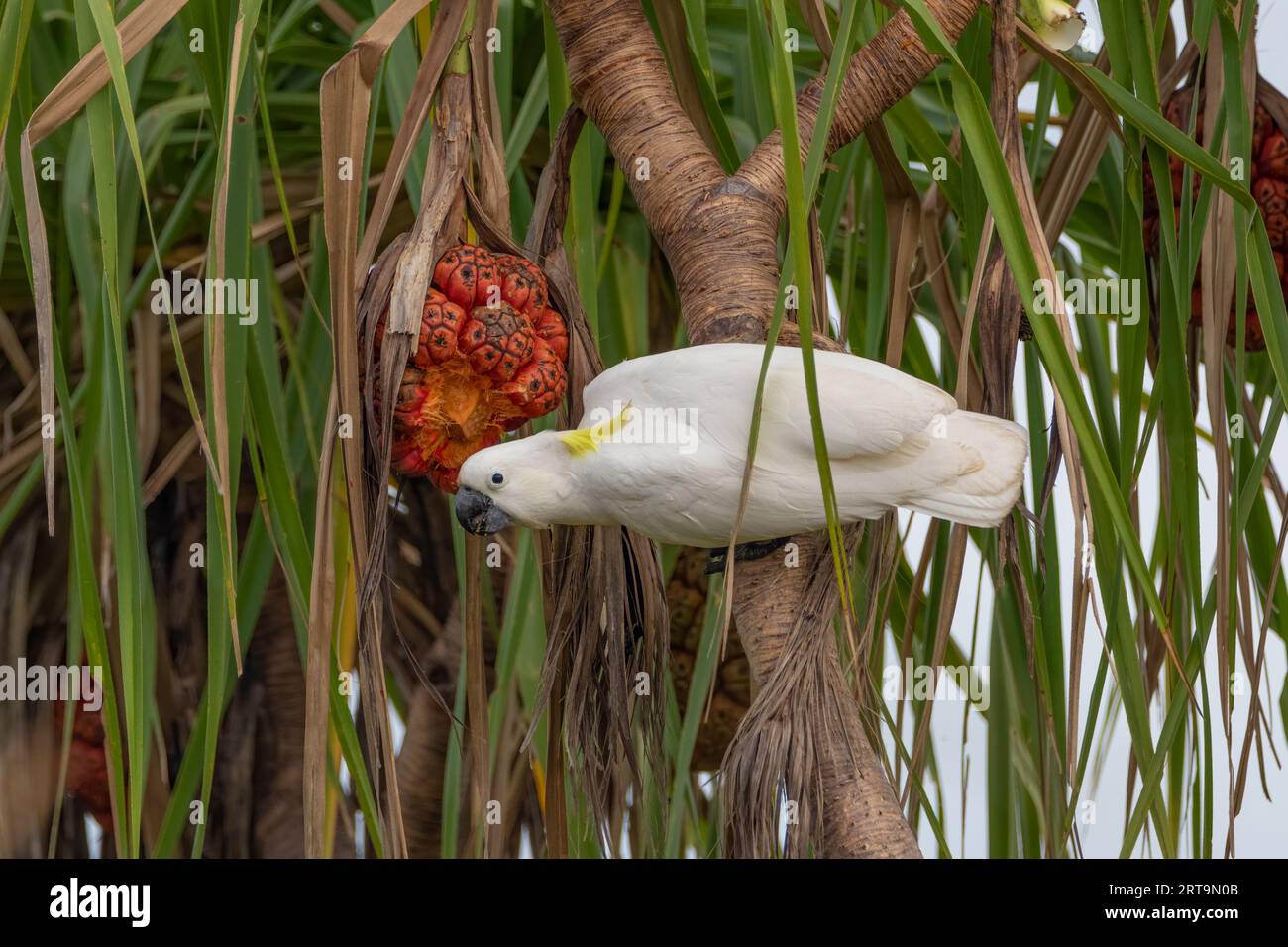 A Sulphur-Crested Cockatoo is enjoying the fruit of the Pandanus Palm. Northern Territory, Australia. Stock Photo