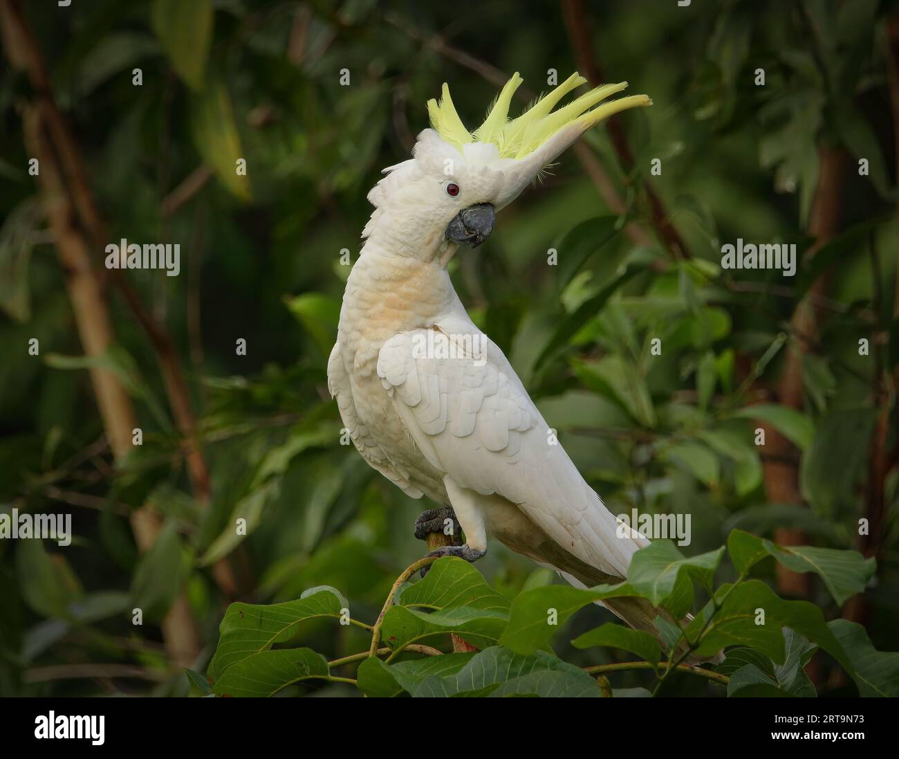 A Sulphur-Crested Cockatoo is showing off its crest. Northern Territory, Australia. Stock Photo