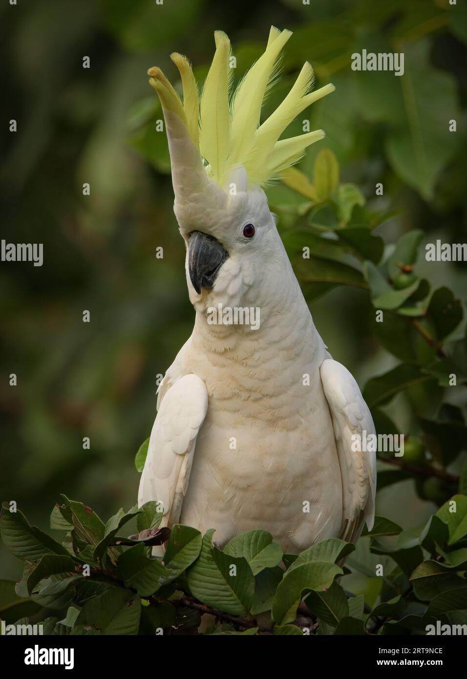 A Sulphur-Crested Cockatoo is showing off its crest. Northern Territory, Australia. Stock Photo