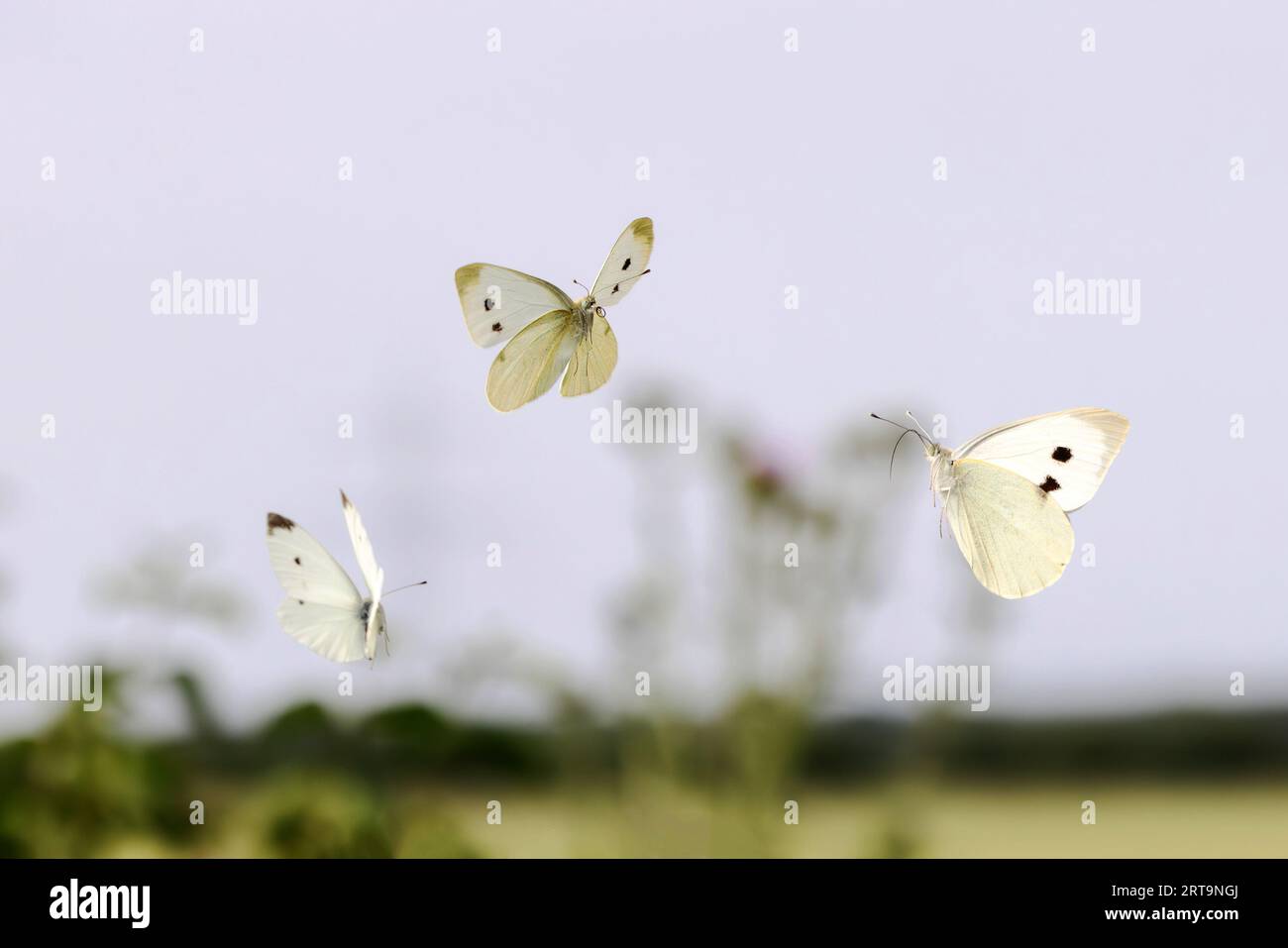 Large White Butterflies In Flight Low Angle View High-Res Stock Photo -  Getty Images