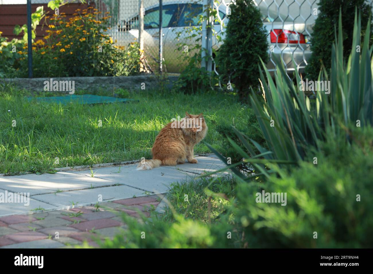 Cute fluffy cat sitting on walkway outdoors Stock Photo - Alamy