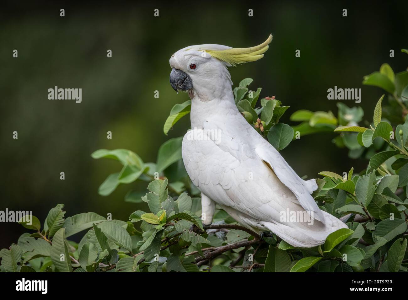 A Sulphur-Crested Cockatoo sitting in a Guava tree. Northern Territory, Australia. Stock Photo