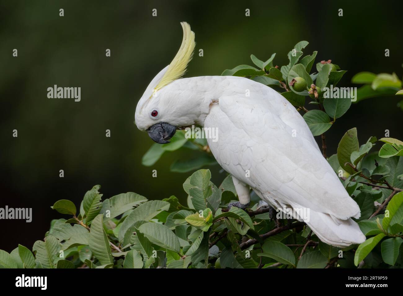 A Sulphur-Crested Cockatoo sitting in a Guava tree. Northern Territory, Australia. Stock Photo
