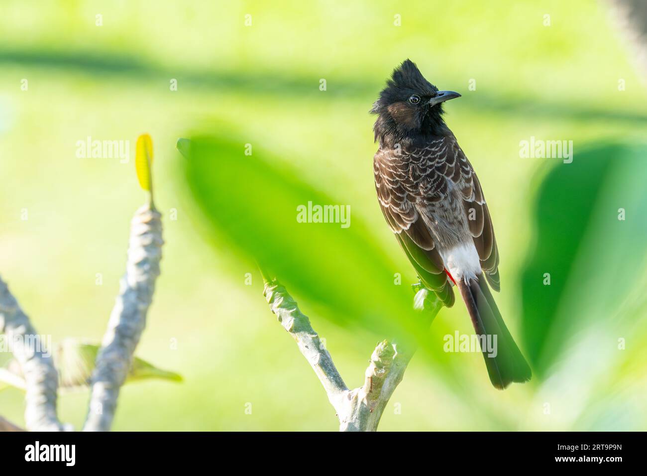 Red vented bulbul perched facing away with head turned right against green background. Stock Photo