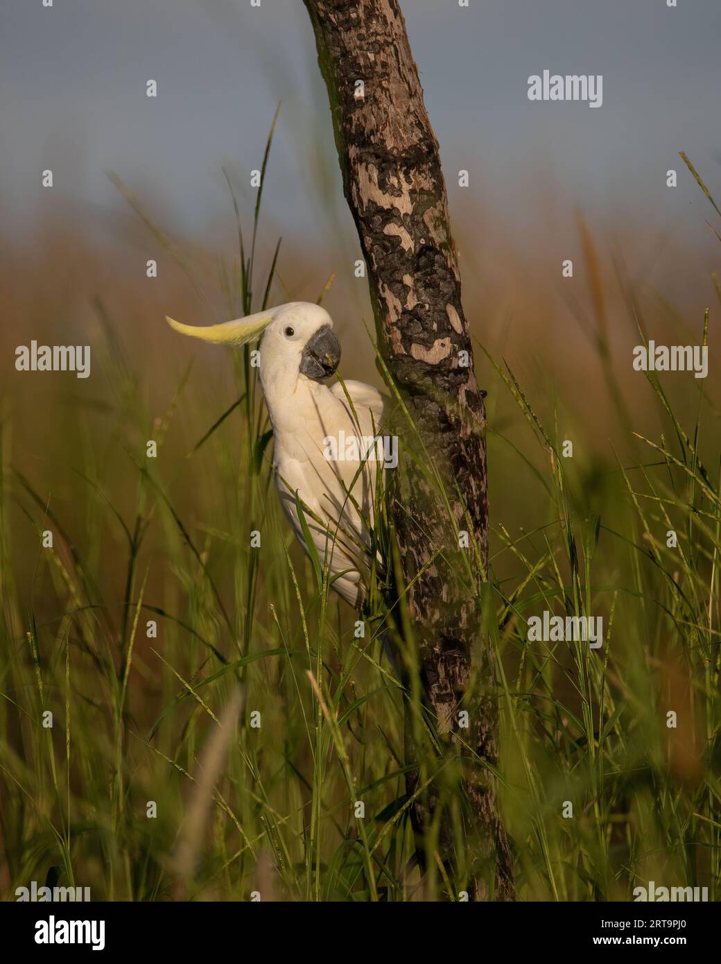 A Sulphur-Crested Cockatoo plays hide and seek with me. Northern Territory, Australia. Stock Photo