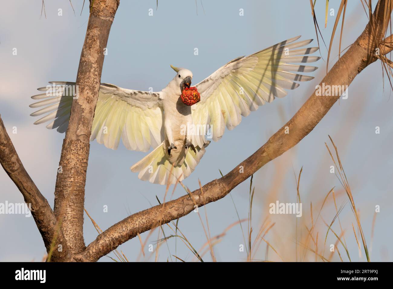 A Sulphur-Crested Cockatoo is enjoying the fruit of the Pandanus Palm. Northern Territory, Australia. Stock Photo