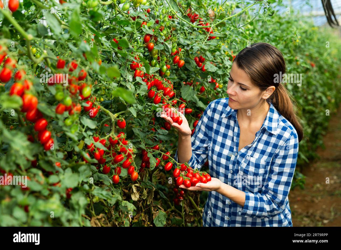 Positive woman harvesting fresh red cherry tomatoes Stock Photo - Alamy