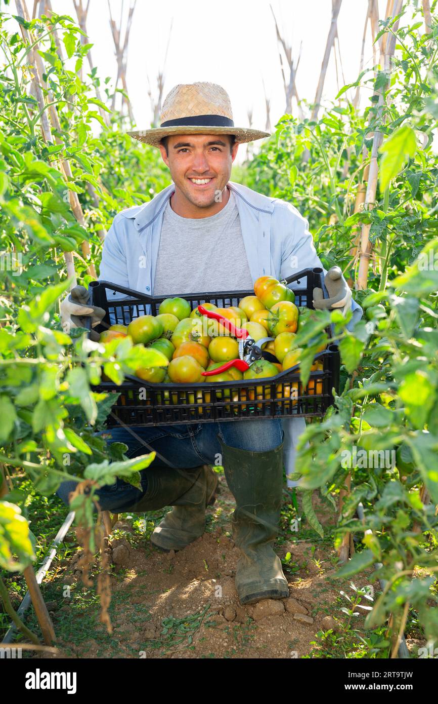 Satisfied farmer demonstrates box of ripe tomatoes Stock Photo - Alamy