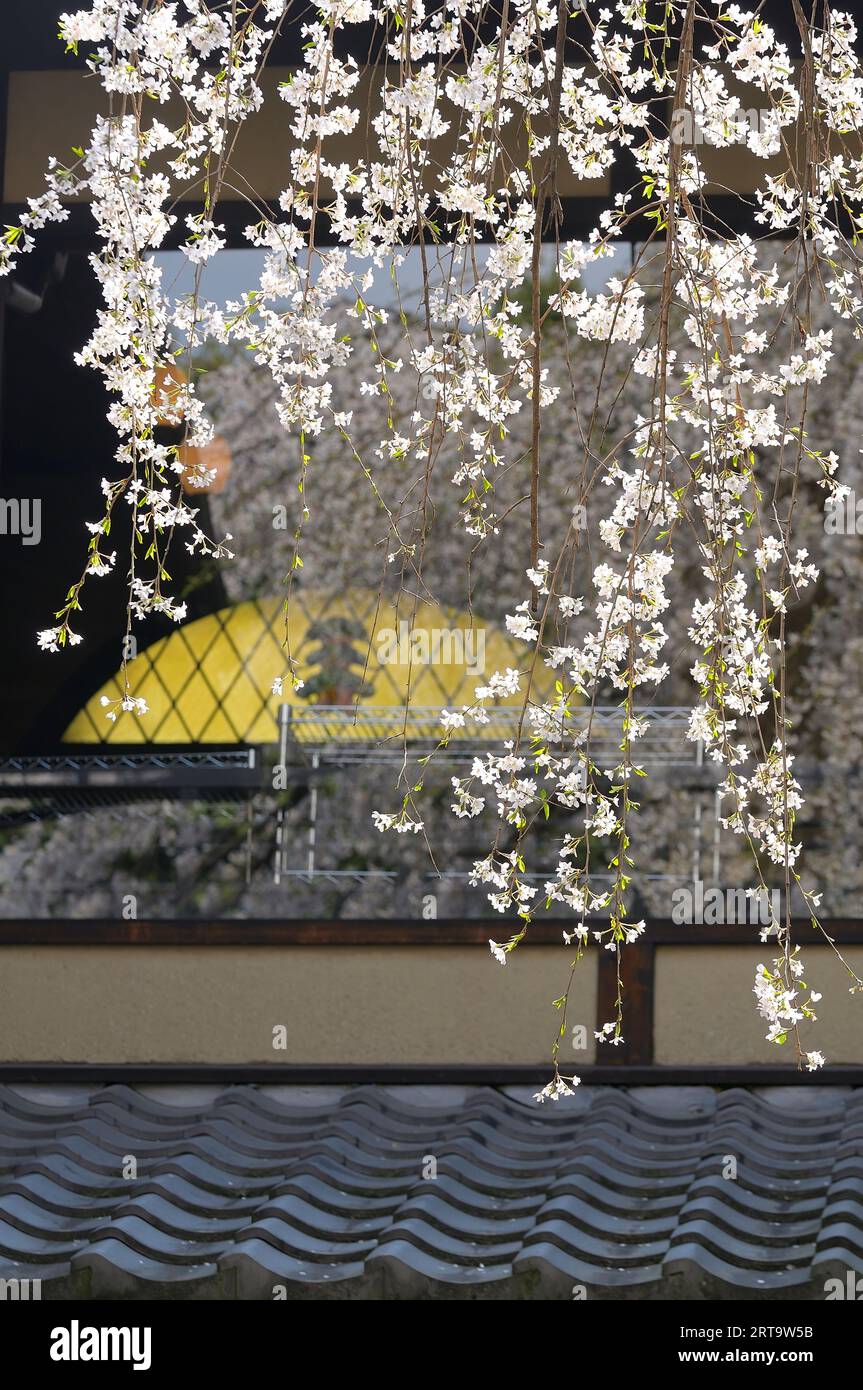 An upscale traditional restaurant during the cherry blossom season in the old town, Kyoto JP Stock Photo