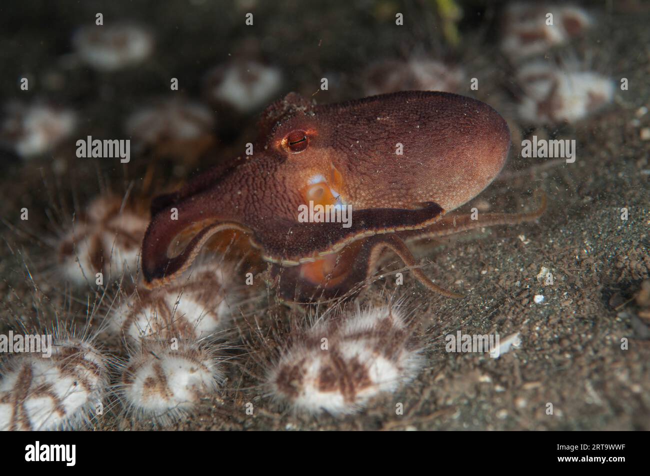 Veined Octopus, Amphioctopus marginatus, with Hearth Heart Urchins, Maretia planulata, night dive, Bethlehem dive site, Bunaken, Manado, Sulawesi, Ind Stock Photo