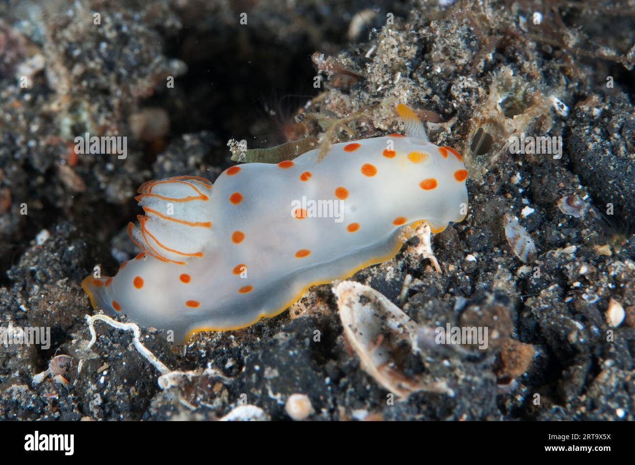Ceylon Gymnodoris Nudibranch, Gymnodoris ceylonica, TK1 dive site, Lembeh Straits, Sulawesi, Indonesia Stock Photo