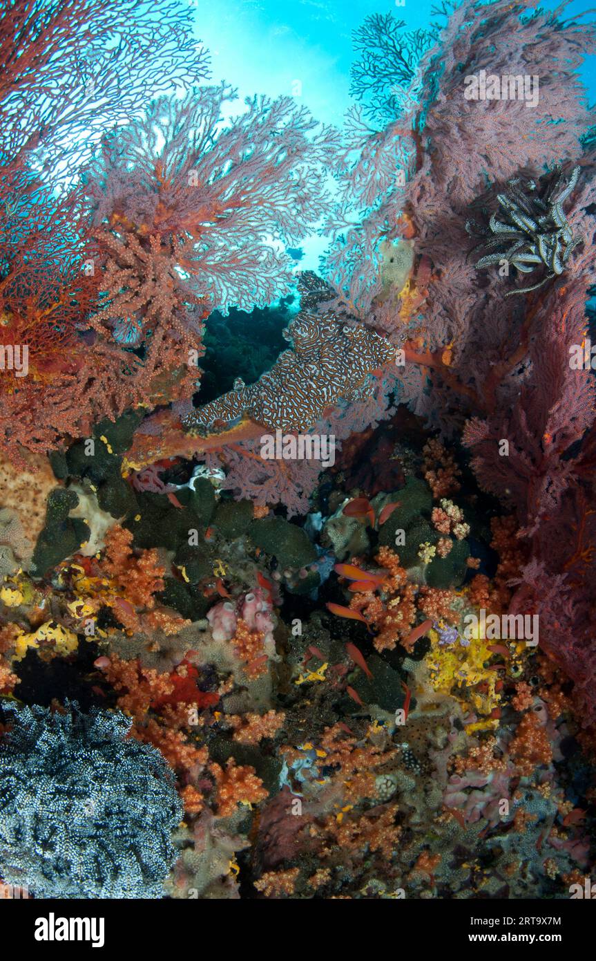 Tunicates, Botryllus sp, Crinoids, Comatulida Order, and corals with sun in background, Dante's Wall dive site, Lembeh Straits, Sulawesi, Indonesia Stock Photo
