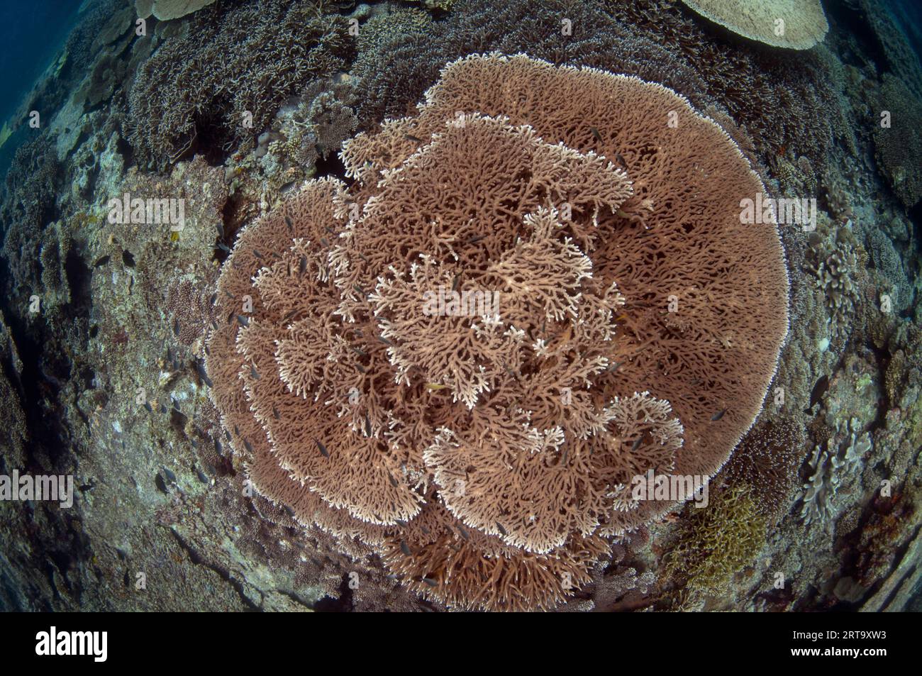 Large Table Coral, Acropora sp, Lava flow dive site, Banda Api, near ...