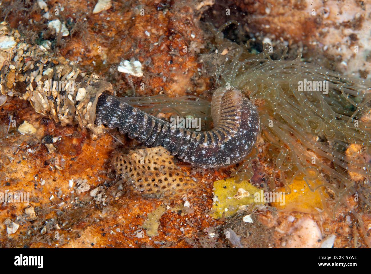 Spaghetti Worm, Terebellidae Family, with extended tentacles and partly concealed in protective tube, Nudi Retreat dive site, Lembeh Straits, Sulawesi Stock Photo