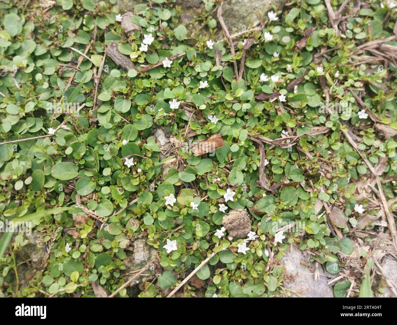 Evolvulus nummularius weed on the wild field Stock Photo