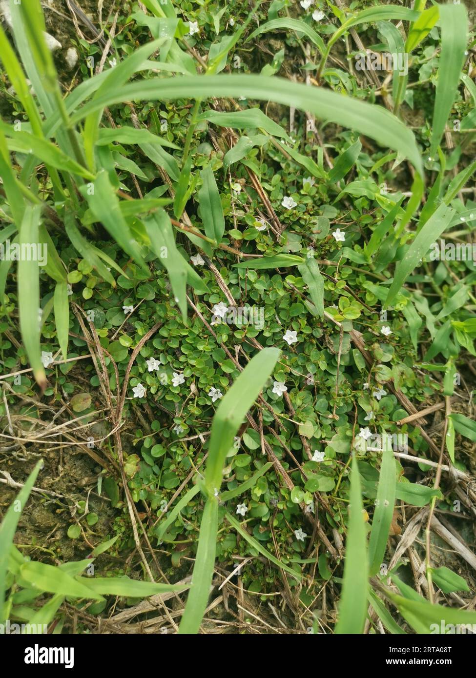 Evolvulus nummularius weed on the wild field Stock Photo