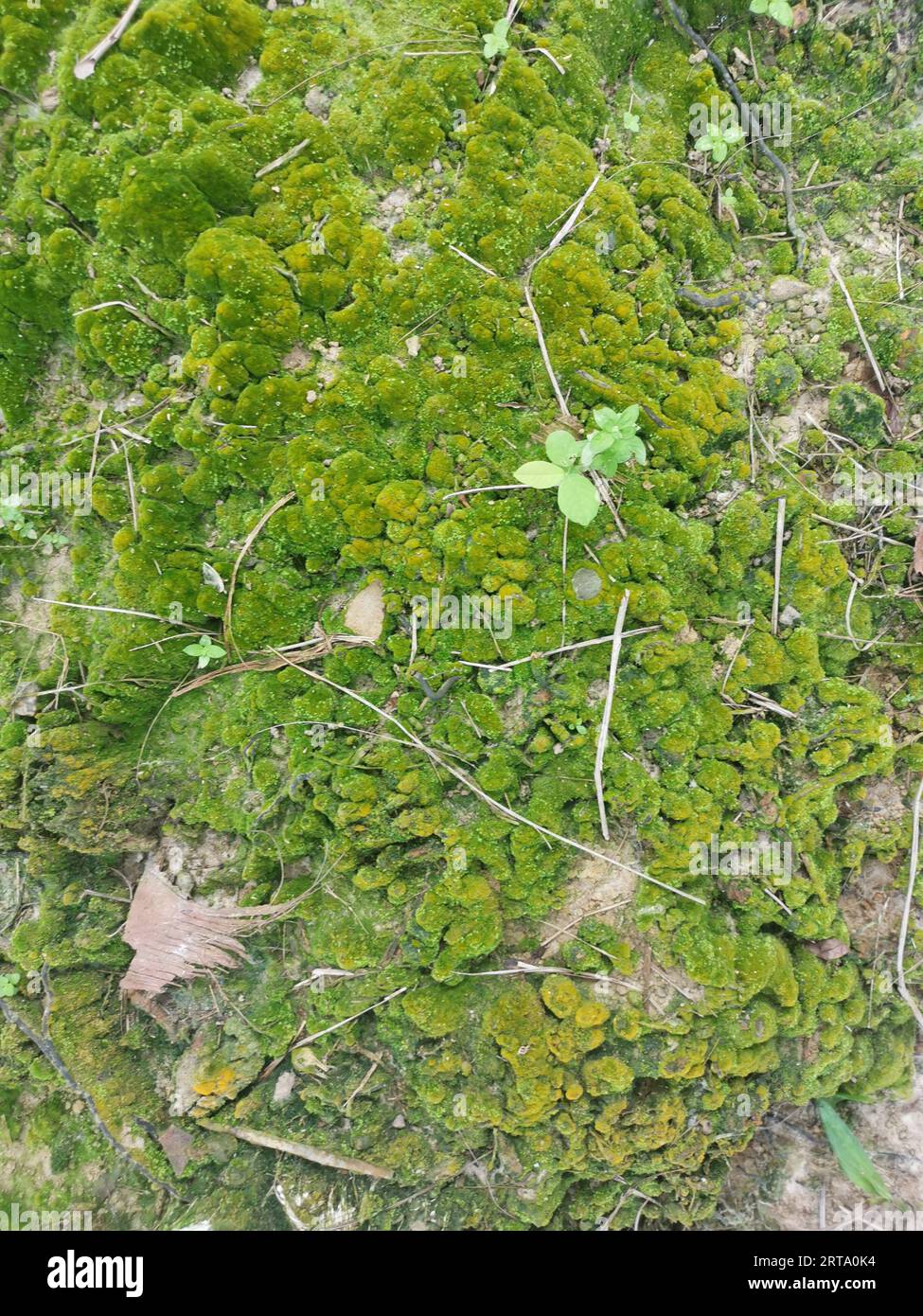 green mossy and algae growing on the soil surface Stock Photo Alamy