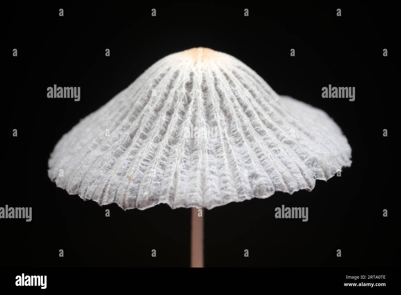 Tukli pussies bilan retro uchlik