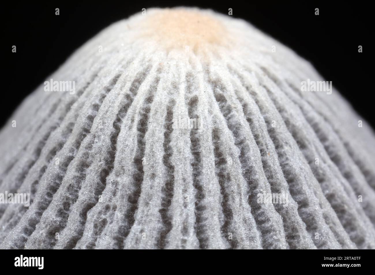 Chelsi katta kokrak video