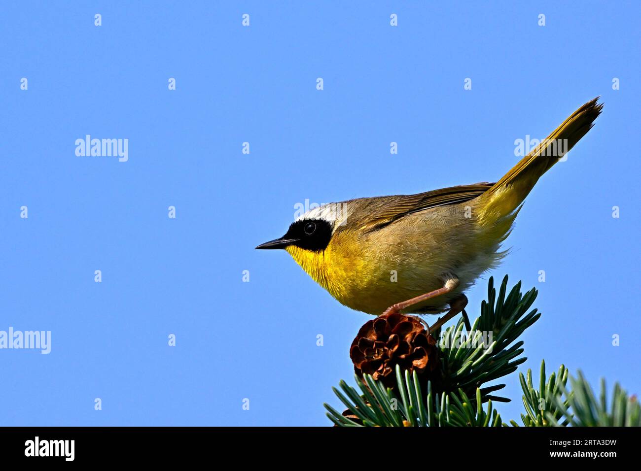 A Common Yellow-throat Warbler male 'Geothlypis trichas', perched on a spruce tree top in his woodland habitat Stock Photo