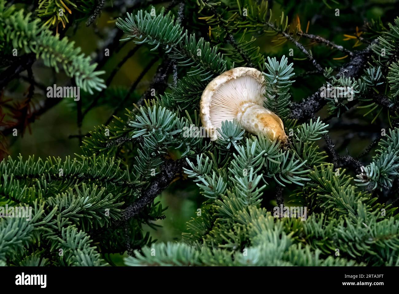 A mushroom that has been stored in a spruce tree by a squirrel to dry for the up coming winter food supply Stock Photo