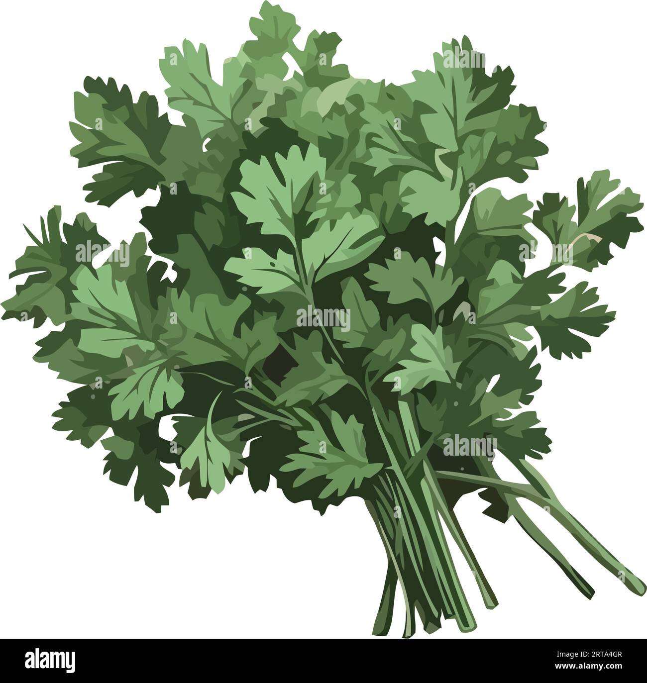 Coriander isolated close up Stock Vector Images - Alamy