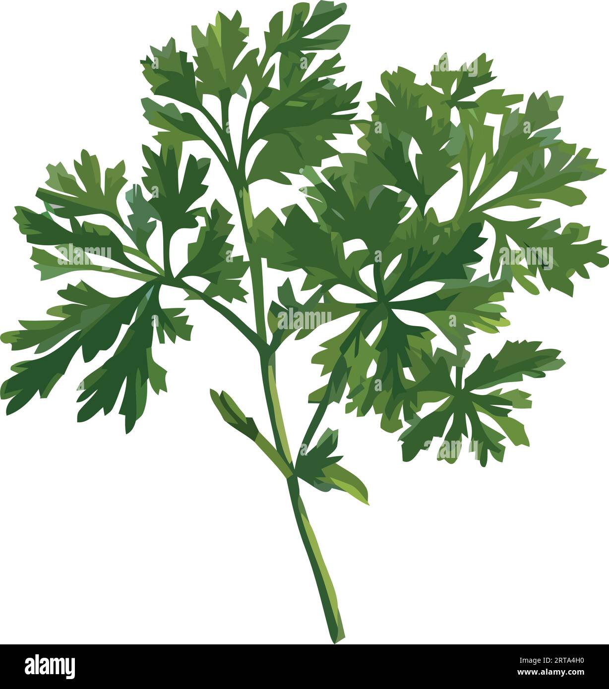 Fresh green parsley leaf, a symbol of healthy vegetarian cooking Stock ...