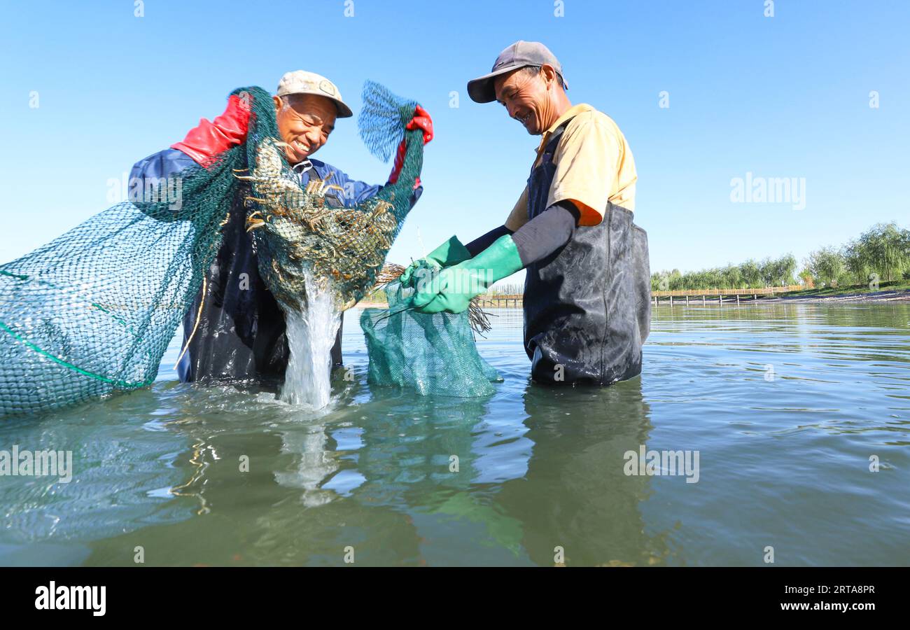 ZHANGYE, CHINA - SEPTEMBER 11, 2023 - Farmers catch mature hairy crabs at  the Caojia Eco-Lake hairy crab breeding area in Zhangye city, Gansu  province Stock Photo - Alamy