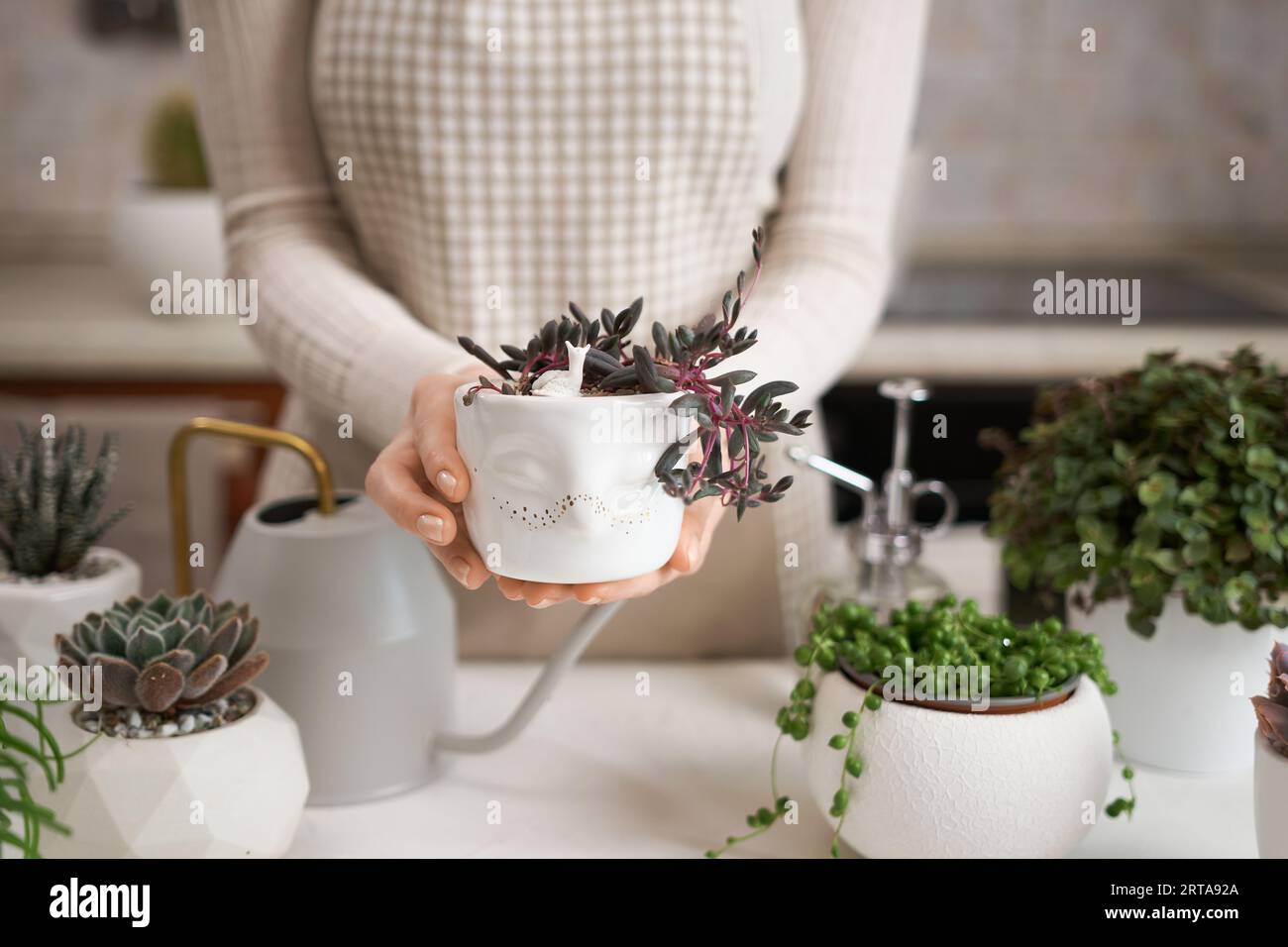 Woman holding Potted othonna capensis house plant in white ceramic pot Stock Photo