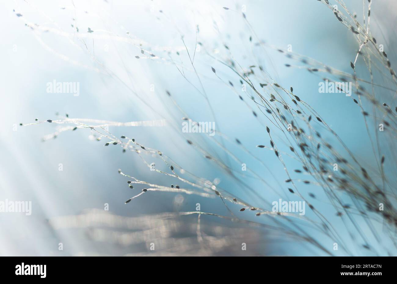 Soft texture hi-res stock photography and images - Alamy