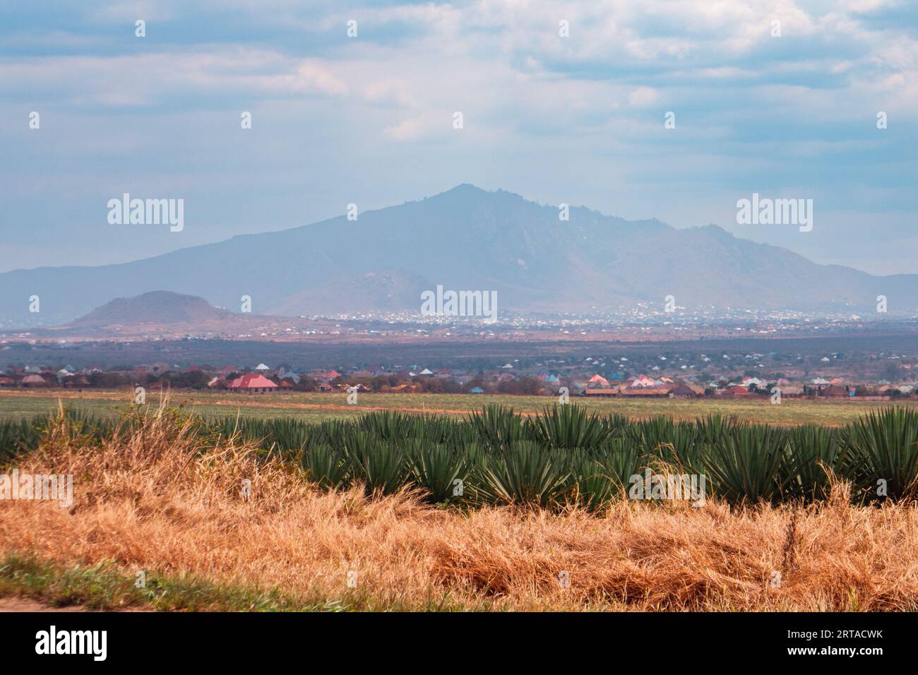 View of sisal growing in Morogoro Town with Uluguru Mountains in the background, Tanzania Stock Photo